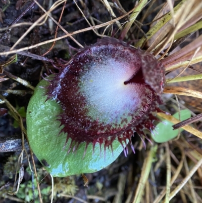 Corysanthes hispida (Bristly Helmet Orchid) at Bungonia National Park - 10 May 2023 by AJB