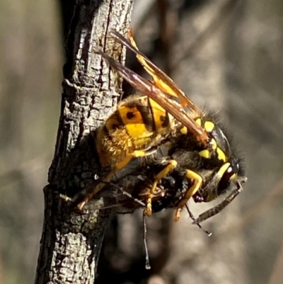Vespula germanica (European wasp) at Stromlo, ACT - 8 May 2023 by AJB