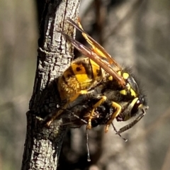 Vespula germanica (European wasp) at Stromlo, ACT - 8 May 2023 by AJB