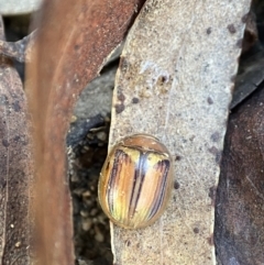 Paropsisterna sp. (genus) (A leaf beetle) at Berlang, NSW - 10 May 2023 by AJB