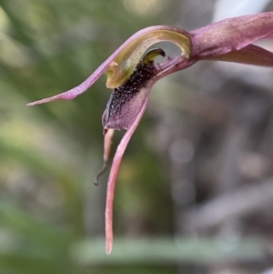 Chiloglottis reflexa at Berlang, NSW - 11 May 2023