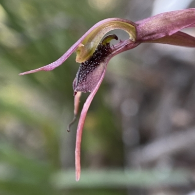 Chiloglottis reflexa (Short-clubbed Wasp Orchid) at Berlang, NSW - 11 May 2023 by AJB