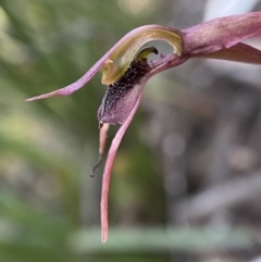 Chiloglottis reflexa (Short-clubbed Wasp Orchid) at Berlang, NSW - 11 May 2023 by AJB