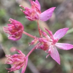 Xanthosia dissecta (Cut-leaf Xanthosia) at Krawarree, NSW - 10 May 2023 by AJB