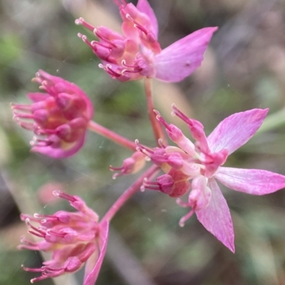 Xanthosia dissecta (Cut-leaf Xanthosia) at Krawarree, NSW - 11 May 2023 by AJB