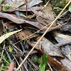 Chiloglottis reflexa (Short-clubbed Wasp Orchid) at Black Mountain - 30 Apr 2023 by dgb900