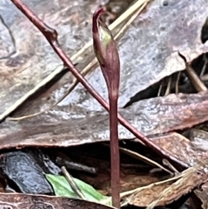 Chiloglottis reflexa at Acton, ACT - 30 Apr 2023