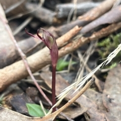 Chiloglottis reflexa at Acton, ACT - 30 Apr 2023