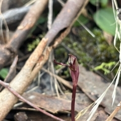 Chiloglottis reflexa at Acton, ACT - 30 Apr 2023