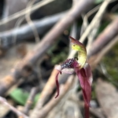 Chiloglottis reflexa at Acton, ACT - 30 Apr 2023