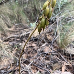 Dipodium sp. (A Hyacinth Orchid) at Cotter River, ACT - 19 May 2023 by dgb900