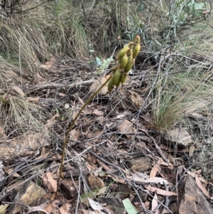 Dipodium sp. at Cotter River, ACT - 20 May 2023