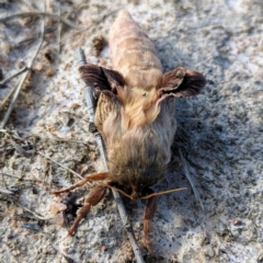 Oxycanus (genus) (Unidentified Oxycanus moths) at Stromlo, ACT - 26 May 2023 by HelenCross