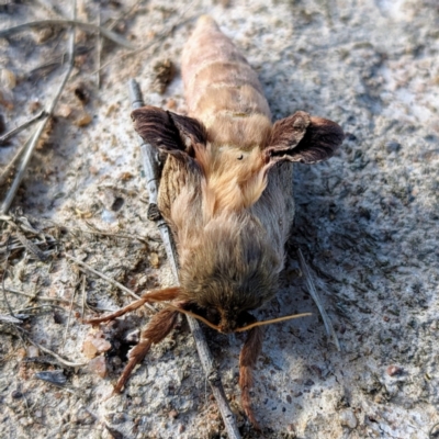 Oxycanus (genus) (Unidentified Oxycanus moths) at Stromlo, ACT - 26 May 2023 by HelenCross