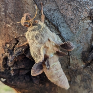 Oxycanus (genus) at Stromlo, ACT - 26 May 2023