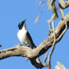 Myiagra inquieta (Restless Flycatcher) at Stromlo, ACT - 26 May 2023 by HelenCross