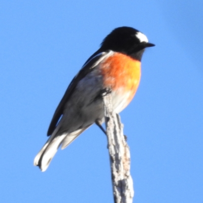 Petroica boodang (Scarlet Robin) at McQuoids Hill - 26 May 2023 by HelenCross