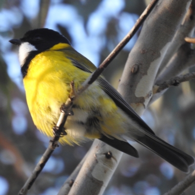 Pachycephala pectoralis (Golden Whistler) at Lions Youth Haven - Westwood Farm - 25 May 2023 by HelenCross