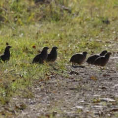 Synoicus ypsilophorus (Brown Quail) at Jerrabomberra Wetlands - 26 May 2023 by RodDeb