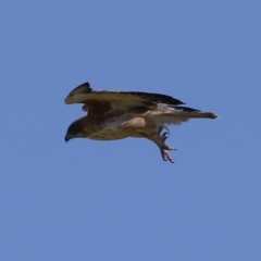 Hieraaetus morphnoides (Little Eagle) by RodDeb