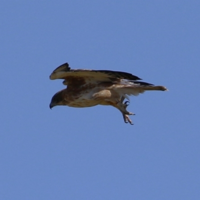 Hieraaetus morphnoides (Little Eagle) at Jerrabomberra Wetlands - 26 May 2023 by RodDeb