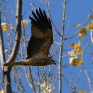 Haliastur sphenurus at Fyshwick, ACT - 26 May 2023