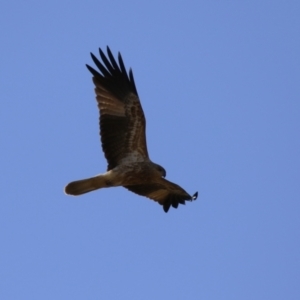 Haliastur sphenurus at Fyshwick, ACT - 26 May 2023