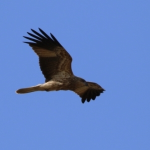 Haliastur sphenurus at Fyshwick, ACT - 26 May 2023