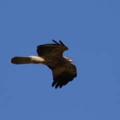 Haliastur sphenurus at Fyshwick, ACT - 26 May 2023