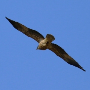 Haliastur sphenurus at Fyshwick, ACT - 26 May 2023