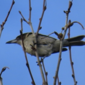 Cracticus torquatus at Narrabundah, ACT - 26 May 2023 10:13 AM