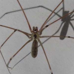 Pholcus phalangioides at Narrabundah, ACT - 25 May 2023