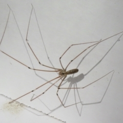 Pholcus phalangioides at Narrabundah, ACT - 25 May 2023