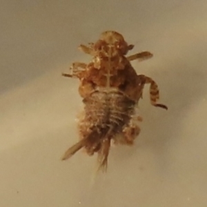 Cicadellidae (family) at Narrabundah, ACT - 24 May 2023