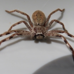 Neosparassus sp. (genus) at Narrabundah, ACT - 21 May 2023