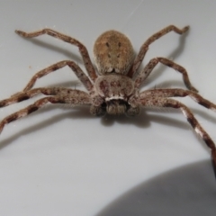 Unidentified Huntsman spider (Sparassidae) at Narrabundah, ACT - 21 May 2023 by RobParnell