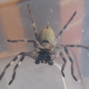 Neosparassus sp. (genus) at Narrabundah, ACT - 21 May 2023