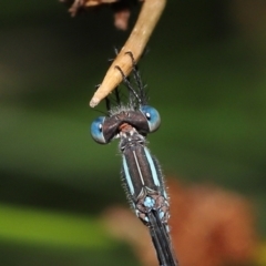 Unidentified Damselfly (Zygoptera) at Capalaba, QLD - 23 Apr 2023 by TimL