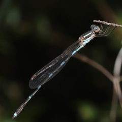 Austrolestes leda at Capalaba, QLD - 23 Apr 2023 11:41 AM