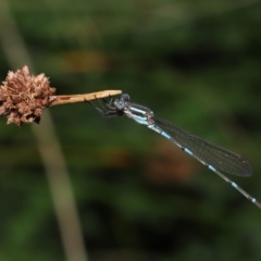 Austrolestes leda at Capalaba, QLD - 23 Apr 2023 11:41 AM