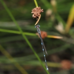 Austrolestes leda at Capalaba, QLD - 23 Apr 2023 11:41 AM