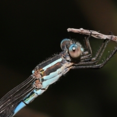 Austrolestes leda at Capalaba, QLD - 23 Apr 2023 11:41 AM