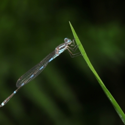 Austrolestes leda (Wandering Ringtail) at Capalaba, QLD - 23 Apr 2023 by TimL