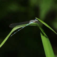 Austrolestes leda at Capalaba, QLD - 23 Apr 2023 12:05 PM