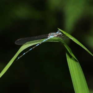 Austrolestes leda at Capalaba, QLD - 23 Apr 2023 12:05 PM