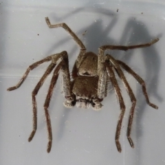 Isopeda (genus) (Huntsman Spider) at Narrabundah, ACT - 20 May 2023 by RobParnell