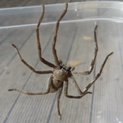 Isopeda sp. (genus) at Narrabundah, ACT - 20 May 2023