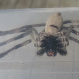 Isopeda sp. (genus) at Narrabundah, ACT - 20 May 2023 02:56 PM