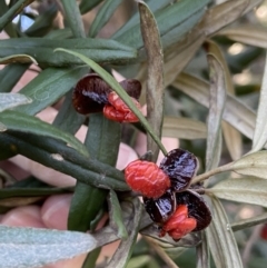 Pittosporum bicolor (Banyalla) at Tallaganda National Park - 21 May 2023 by AJB