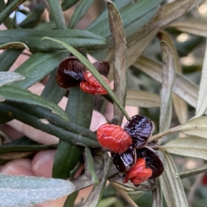 Pittosporum bicolor at Harolds Cross, NSW - 21 May 2023 10:48 AM